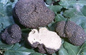 Truffe_d_Et_1