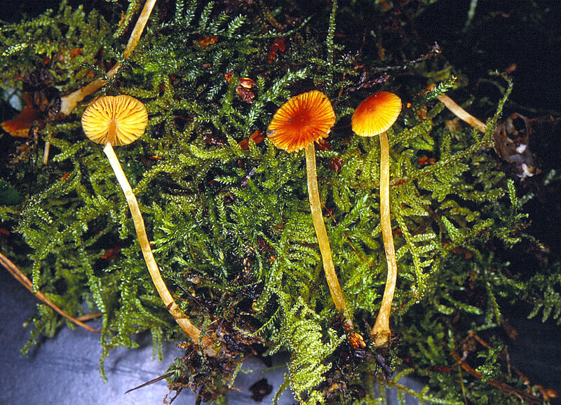 Galerina cf tibiicystis Jôyama I0H 27 1993 1115 (1)