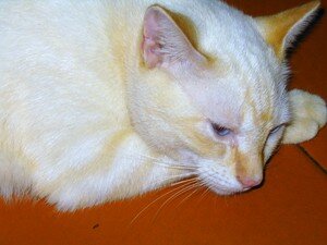 cats_001