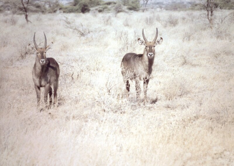 tsavo antilope b