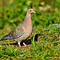 Pigeon picazuro (Columba picazuro)