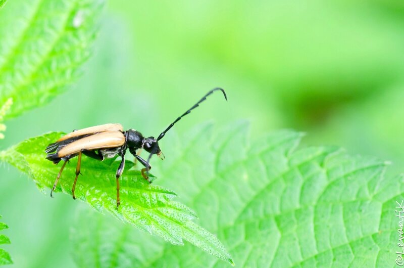 Lepture rouge - Stictoleptura rubra (3)