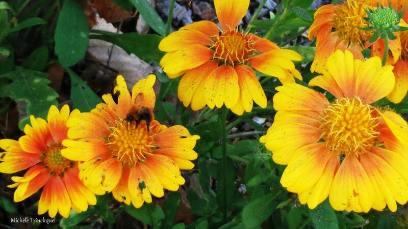 Abeille et fleurs jaunes 091115