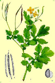 Chélidoine