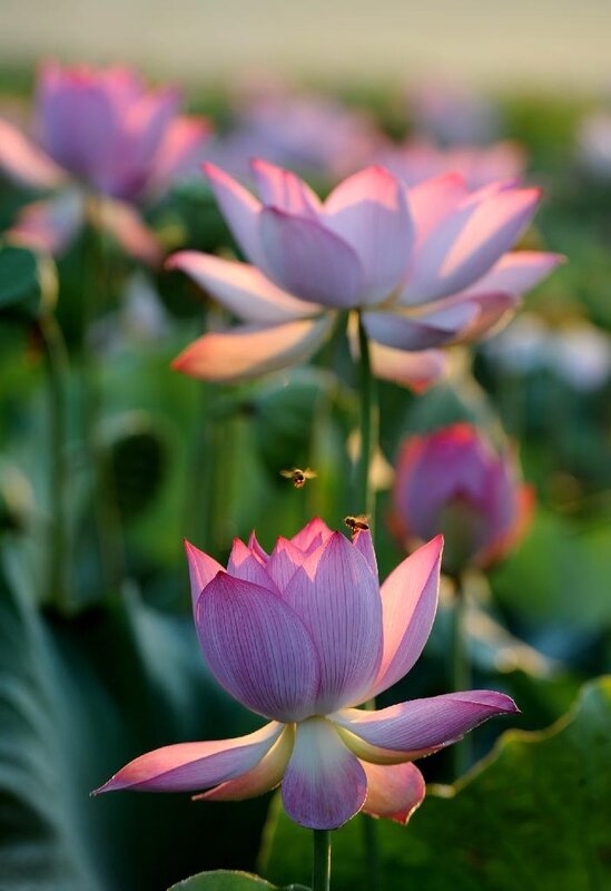 fleurs-de-lotus-5-_1247818338
