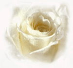 rose_20blanche