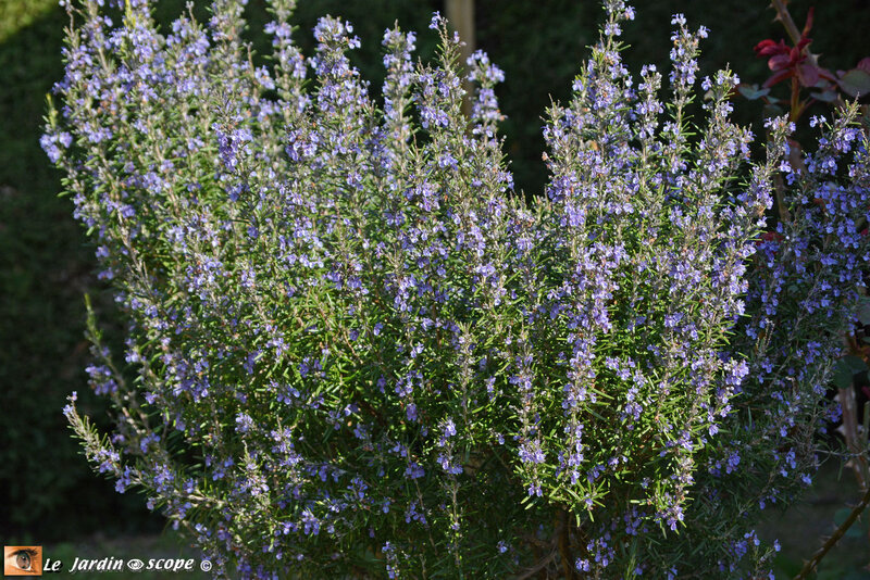 Romarinus officinalis Erectus