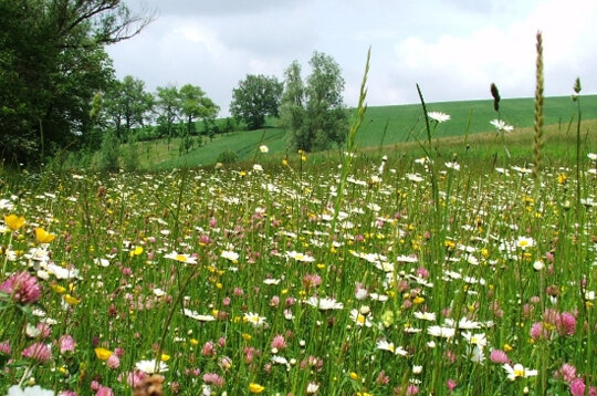 printemps