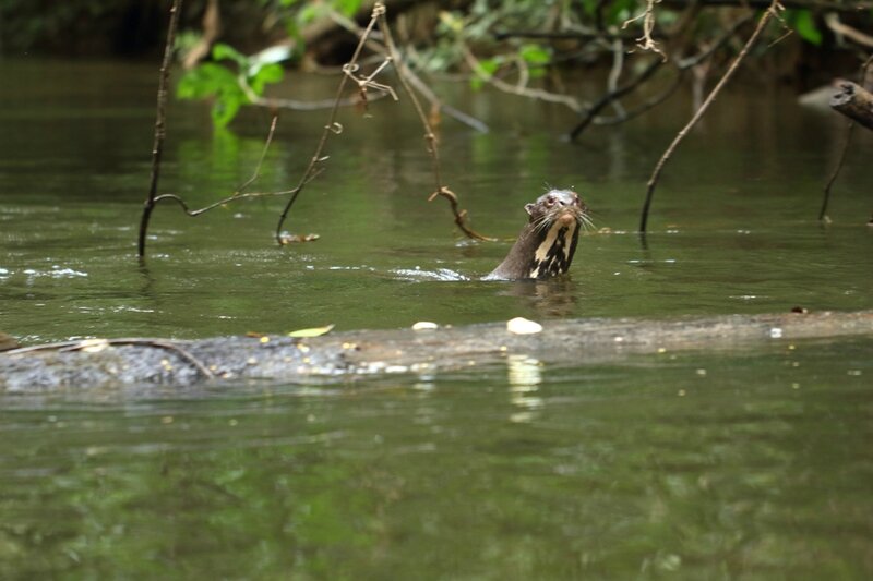 Pteronura brasiliensis - Loutre géante