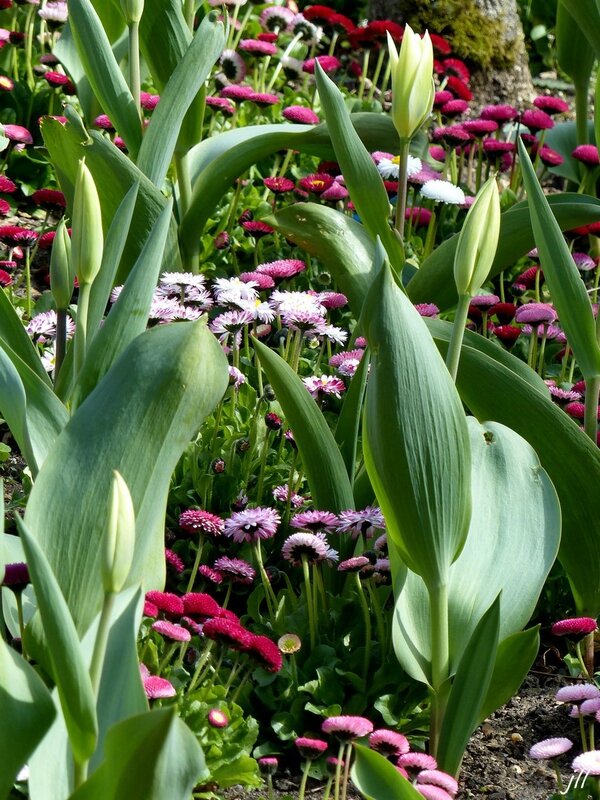 P1230339 Bellis perennis et tulipes