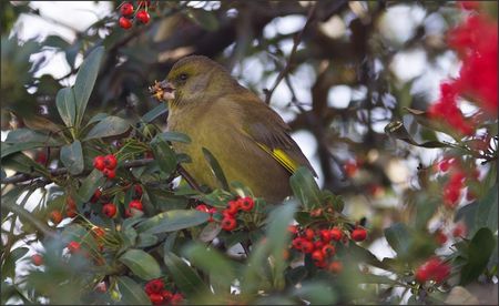 Verdier_baie_1__121210