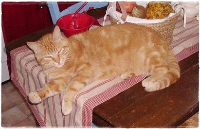 recettes Nouvelle maison, nouvelle cuisine, nouvelle activité... mais plus de Milan !