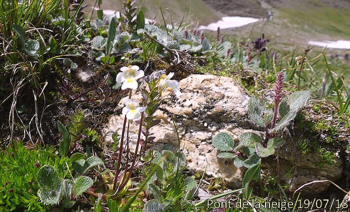 Pinguicula alpina aa