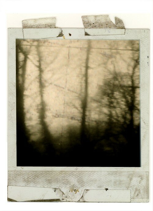 trees__shadows