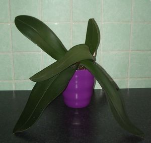 Orchidée2