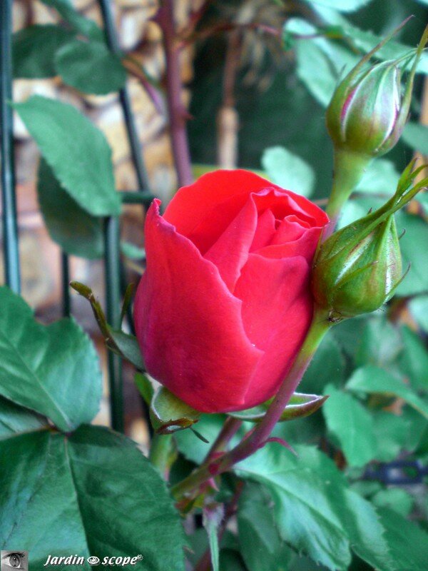 Rosier 'Liliana'