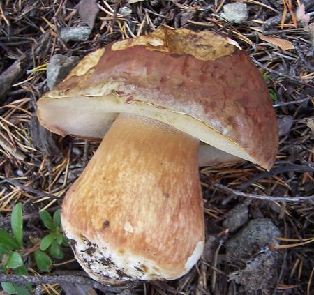 bolet_pinophilus_boletus_pinocola_cepe_des_pins_20