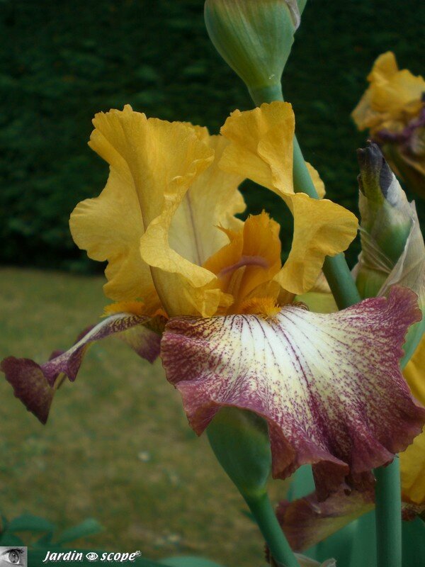 Iris Flamenco