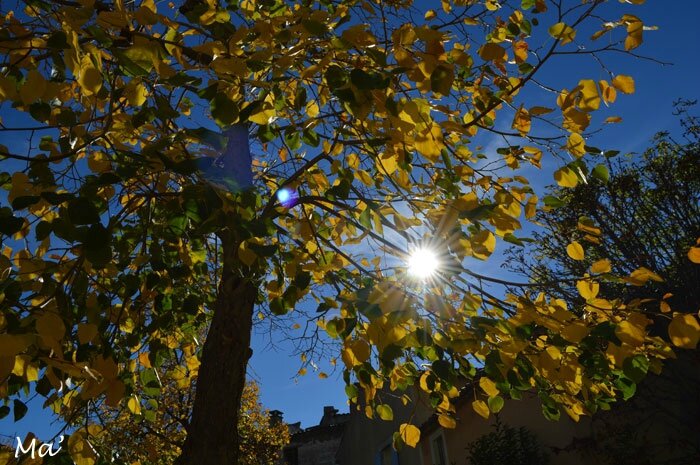 151029_feuilles_automne3