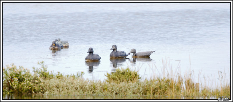 canards en toc