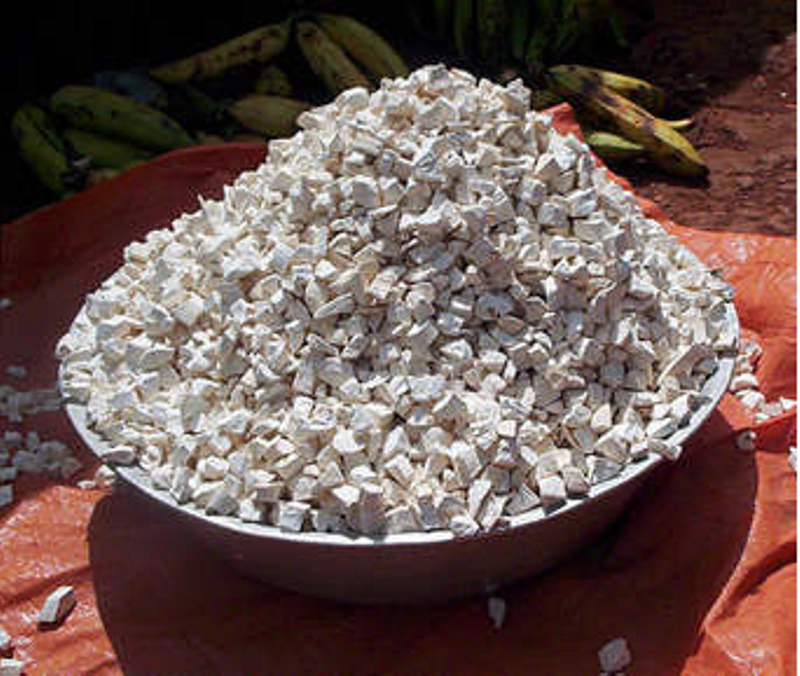 Les tubercules de manioc sont transformés en farine et autres cossettes