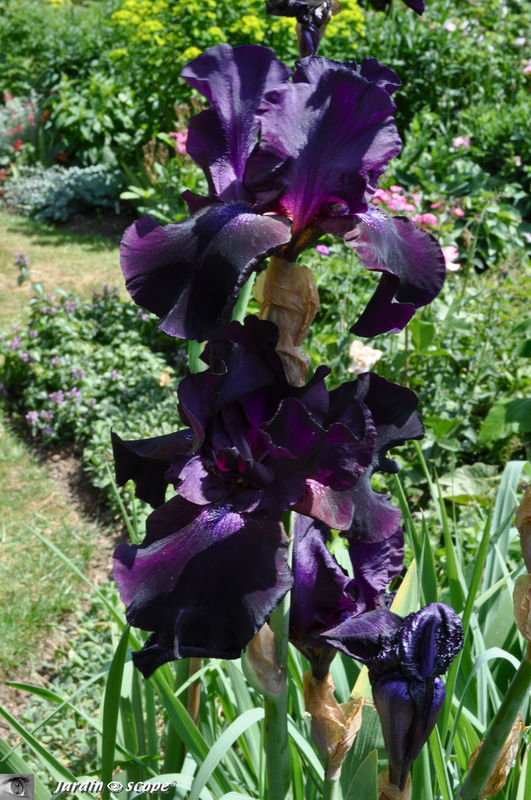 Iris