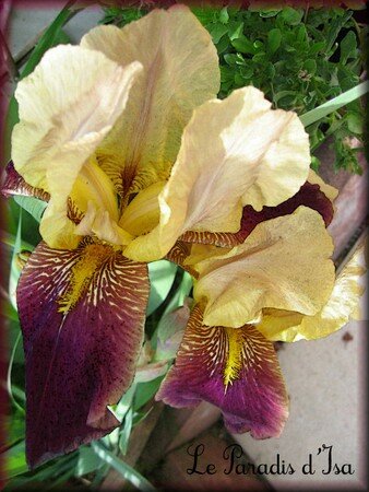 iris