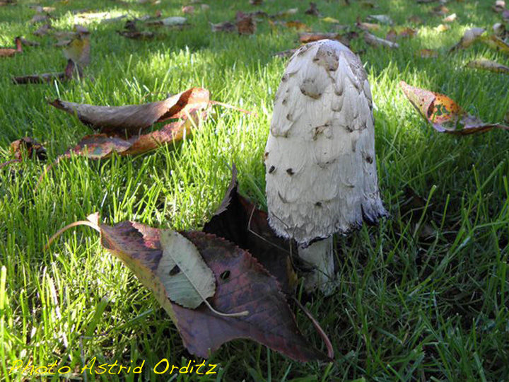 Coprin chevelu • Coprinus comatus • Coprinaceae