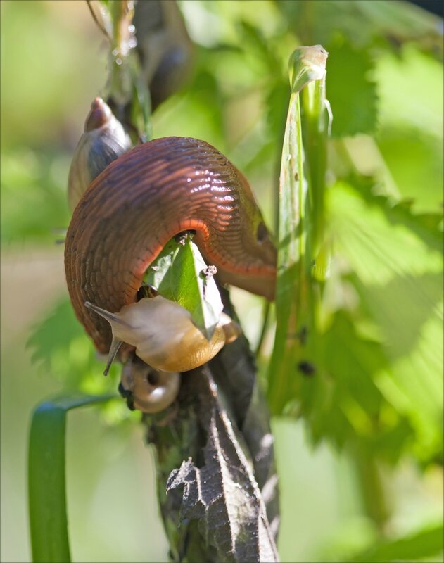 Galuchet limace escargots 180616 3