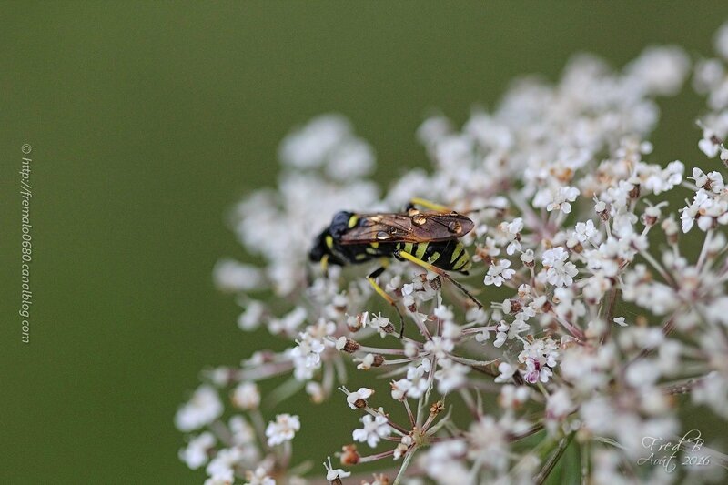 Tenthredo sp