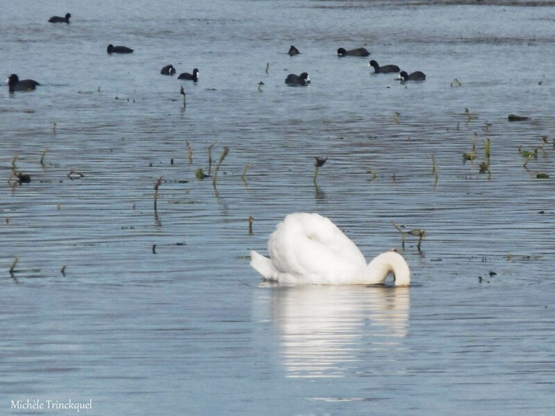 Balade au Lac 211218