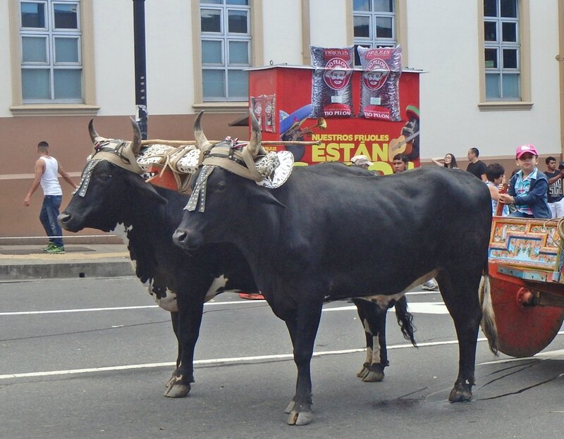 CR 1 San Jose styl 2015 18 procession boeufs