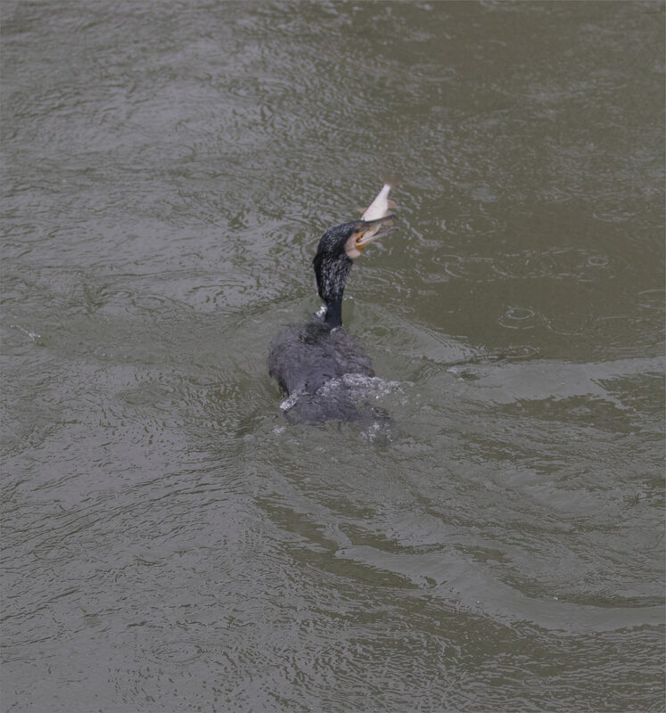 oiseau cormoran poisson pluie 2 120221