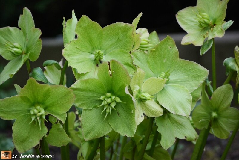 Helleborus-Niger