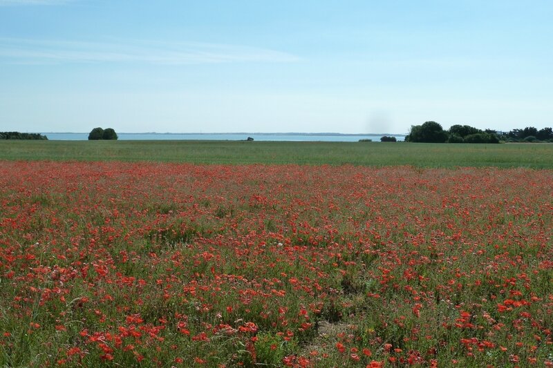 Île de Ré La Flotte (12)