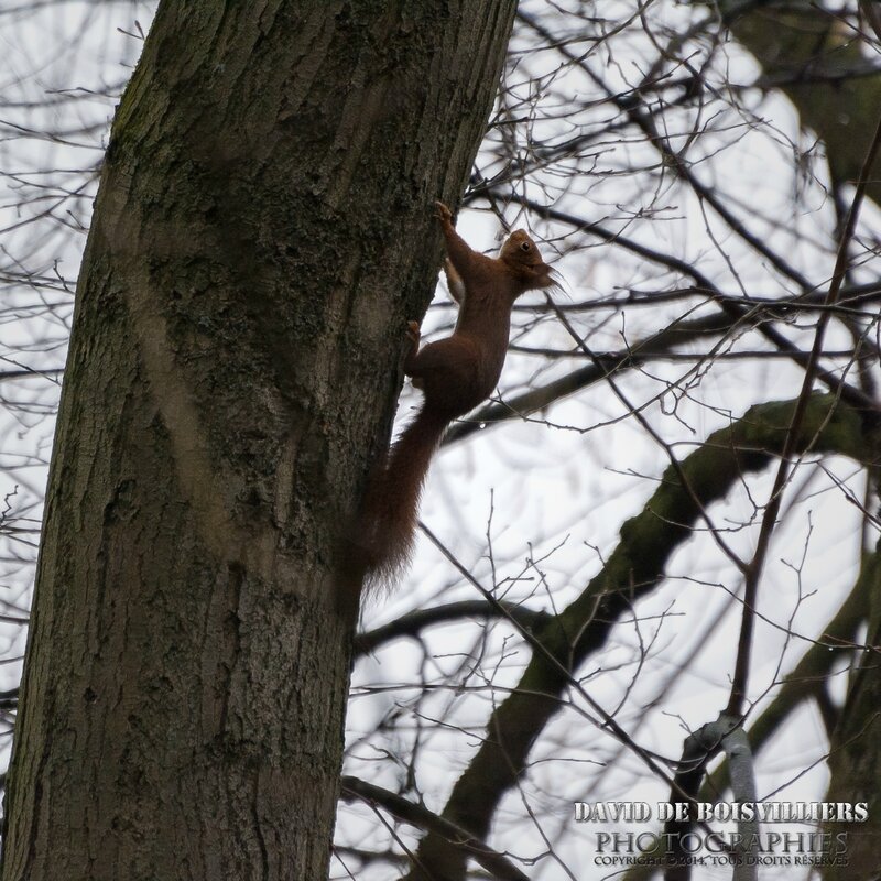Ecureuil Roux (Sciurus vulgaris)
