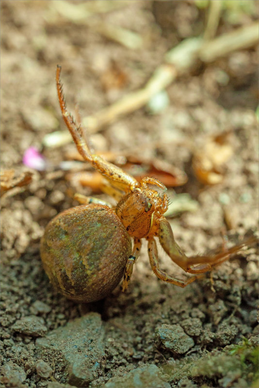 SM araign thomise Xysticus cristatus 020522 4