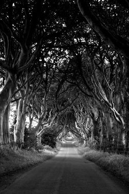 The_Dark_Hedges_by_FayeArt
