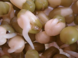 Germes de soja-Haricots mungo recettes INFORMATION
