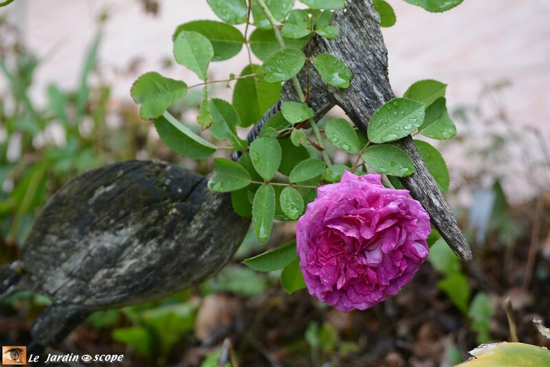 PAT_2178-Reine-des-Violettes