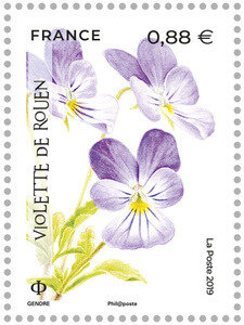 Violette de Rouen