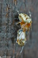 Épeire diadème • Araneus diadematus et sa proie