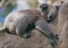 Résultat de recherche d'images pour "image chat et de koala"