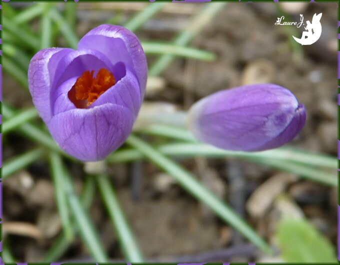 crocus parmes 2014 2