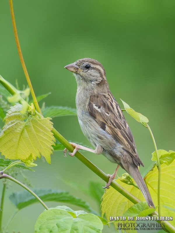 Moineau domestique (Passer domesticus)