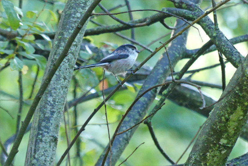 Oiseau mésange longue queue 4 220923
