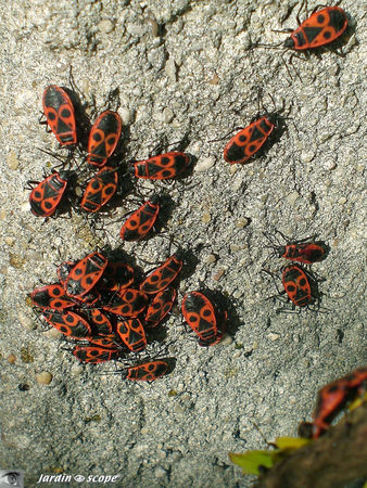 Pyrrhocoris_apterus_2