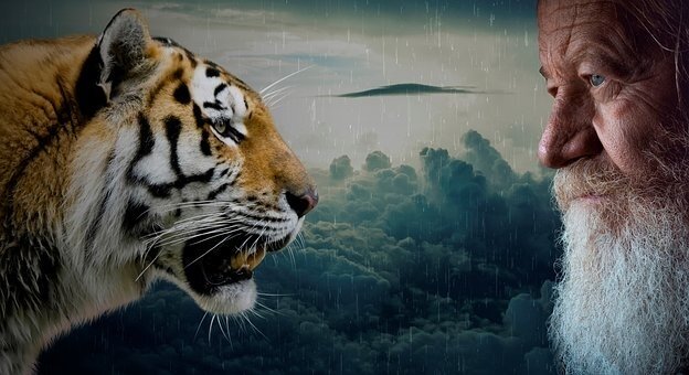 Anouchka - haine tigers-3637698__340