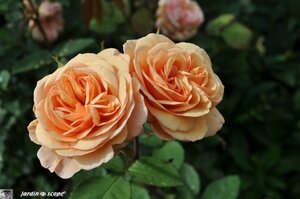 Jardin-François-0034