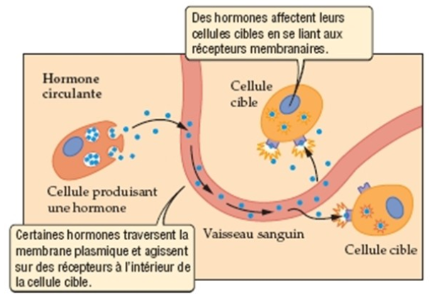 image hormone